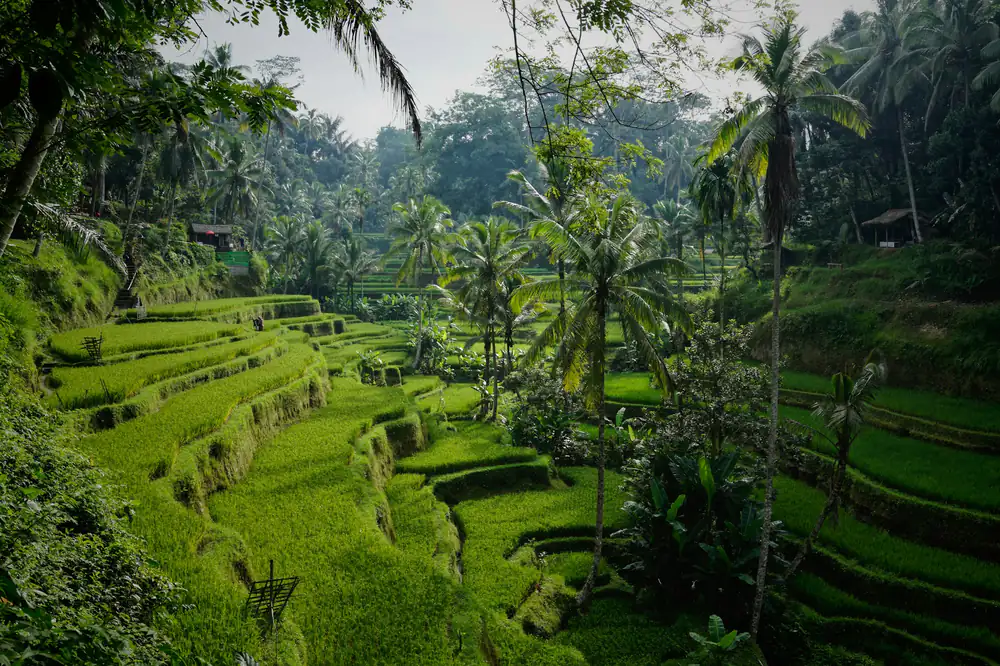 Tegalalang rice terraces near Ubud