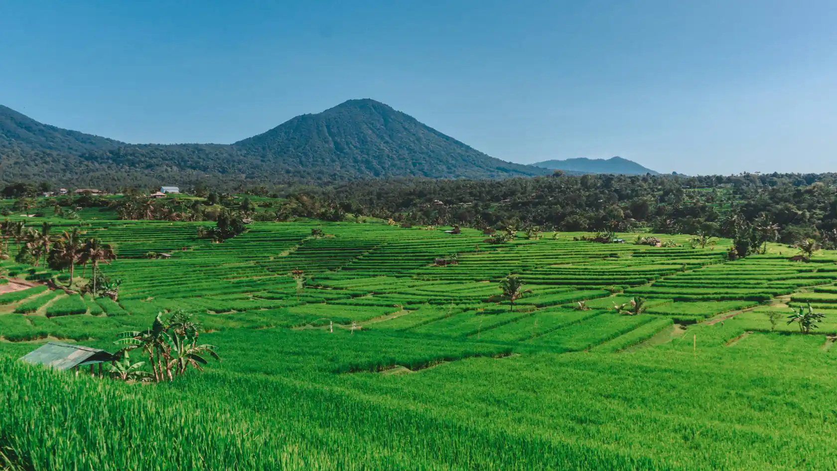 Jatiluwih rice terraces with mountains behind