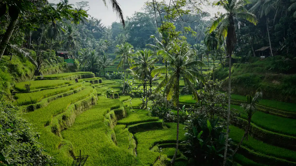 Tegalalang rice terraces near Ubud